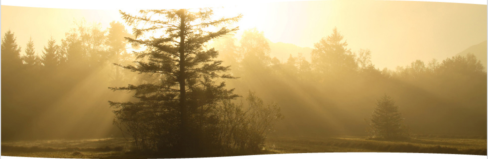 A pine standing in morning mist — we see the forest, and the trees.