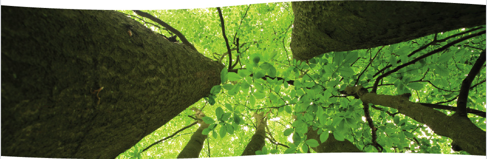 Looking up through a forest canopy — real estate from the ground up.