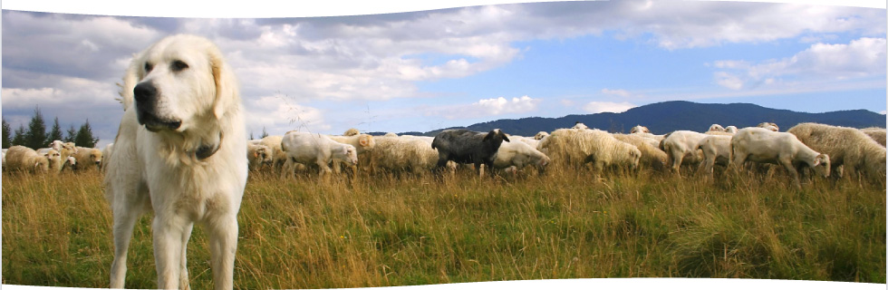 A livestock guardian dog watching over a flock — we protect your assets like our own.