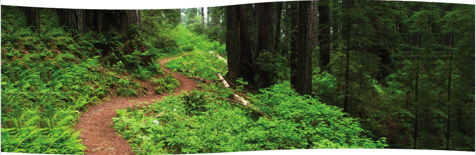 A path through a redwood and fir forest — we’ll lead you down the right path.